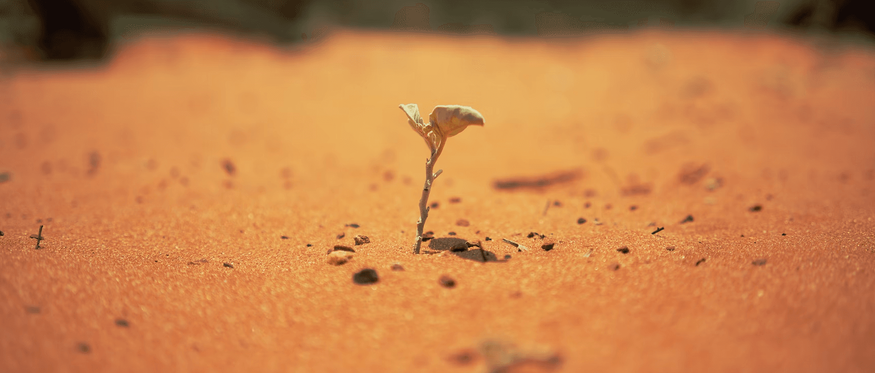 A single plant growing in a desert to represent job satisfaction with leadership development.